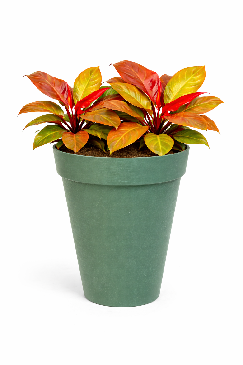 PHILODENDRON ORANGE IN TIME D. 30 CM 3 PLANTES
