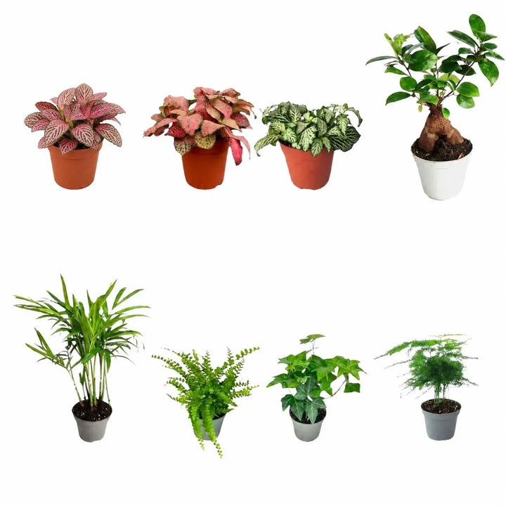 Set of 8 Tropical Green Plants for Terrariums