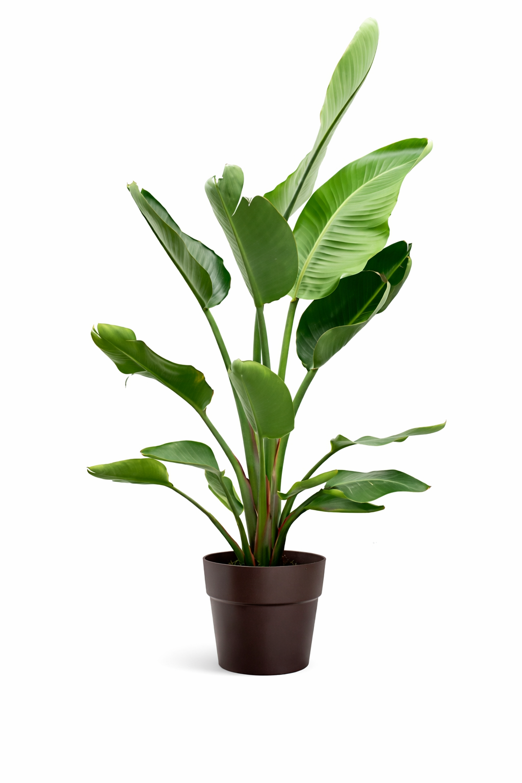 VASE STRELITZIA NICOLAI ANDROMÈDE 28
