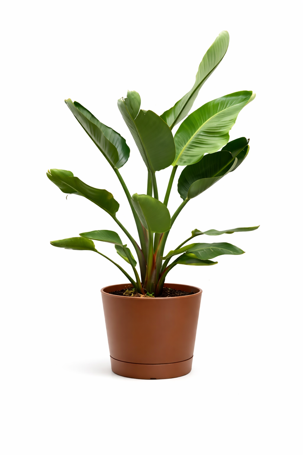 STRELITZIA NICOLAI H. 100 EN ORION D. 24