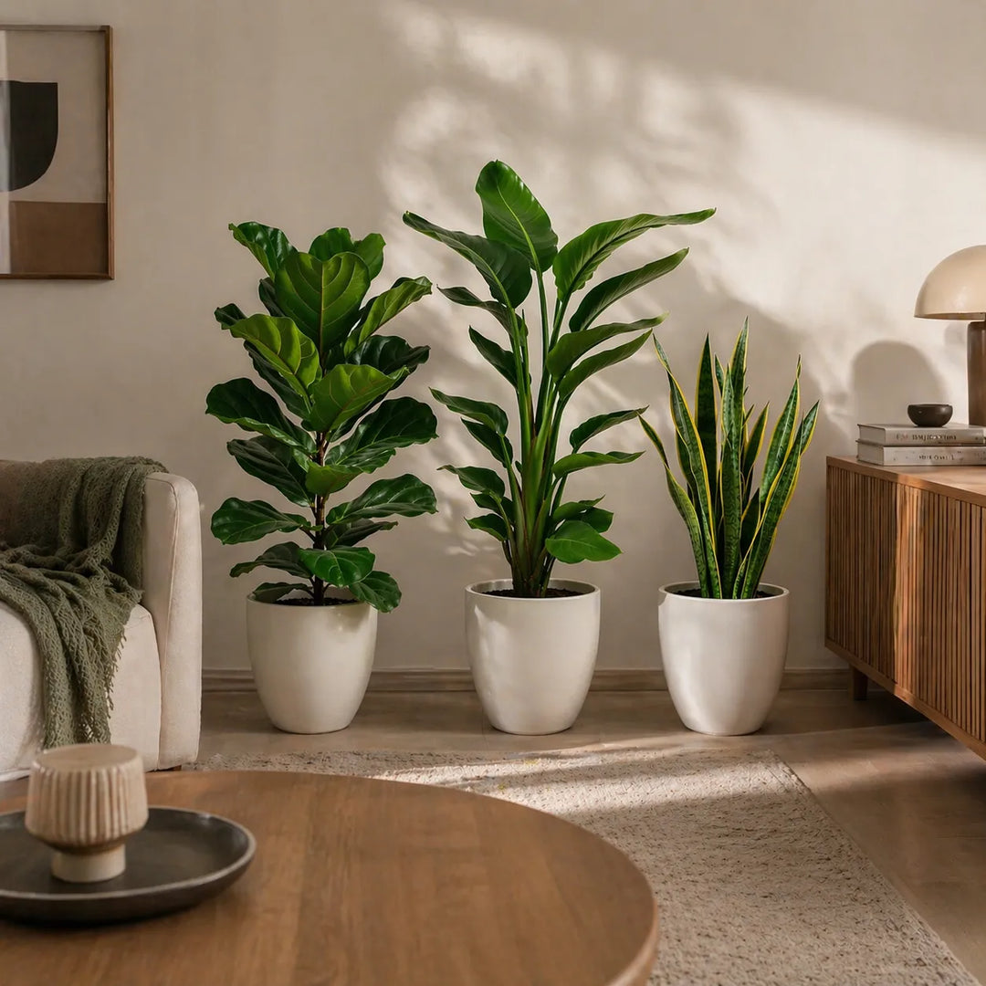 Set tre Piante Respiro Verde XL