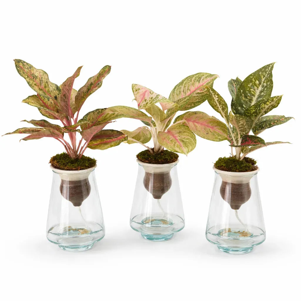 aglaonema hydroculture Aglaonema Mix en Hydroculture avec Cône en Terre Cuite 16 cm — i Giardini  di Giulia