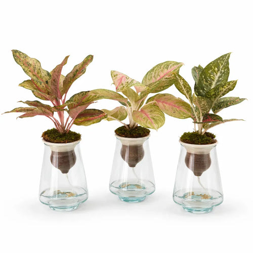 Aglaonema mix in idrocoltura con foglie variegate, cono in terracotta e vaso di vetro