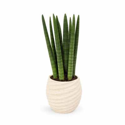 Sansevieria cylindrica in vaso di ceramica artigianale Carina D.10 cm