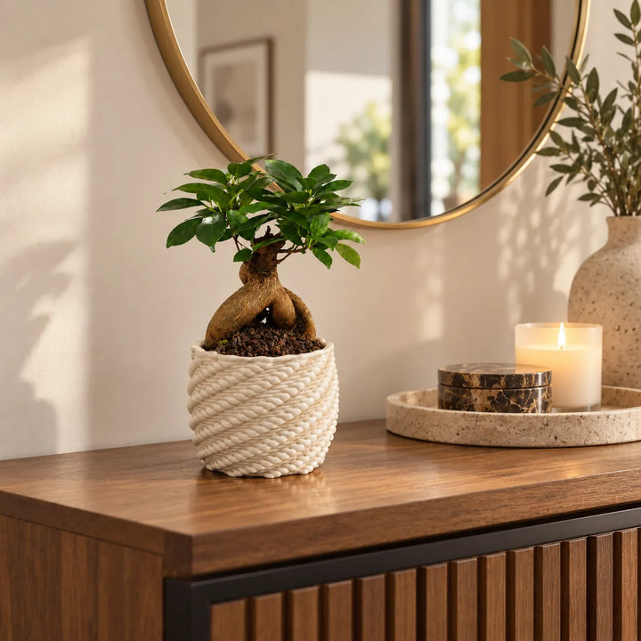 Bonsai Ficus Ginseng in Carina D.10 handcrafted clay pot