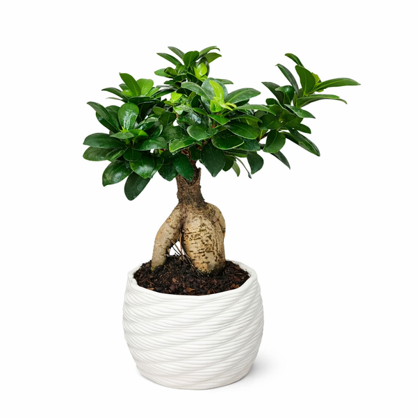Bonsaï ficus ginseng dans un pot en argile Carina fait à la main, de 14 cm de diamètre.