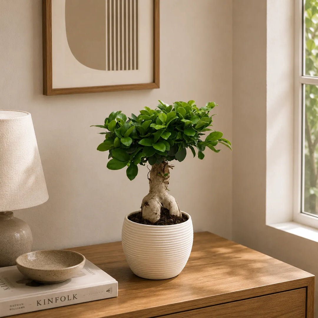 Bonsai ficus ginseng in vaso Sally D.17 H.40 cm