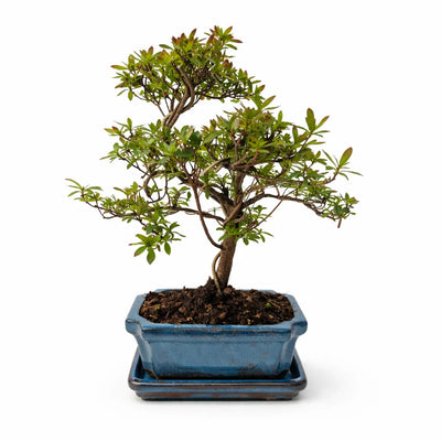 Bonsai 7 anni Rhododendron indicum (Azalea) - Collezione Premium