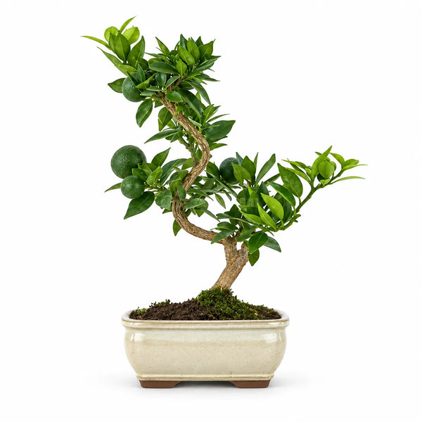 Bonsái de 8 años Citrus Myrtifolia (chinotto) - Colección Premium