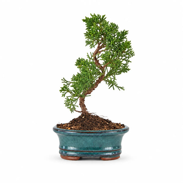 Bonsái de 7 años Juniperus Chinensis Kyushu - Colección Premium