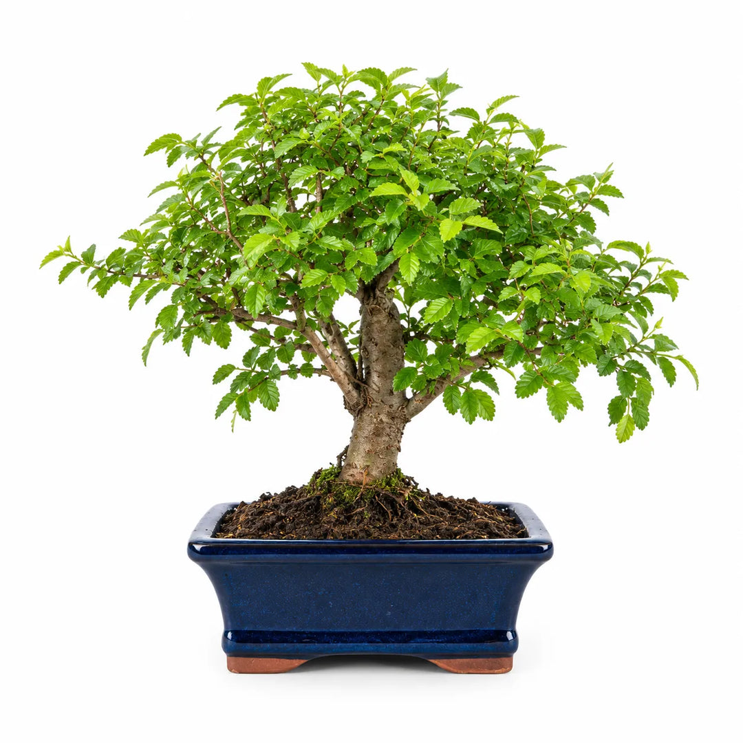 Bonsai 7 Jahre Ulmus Parvifolia (Chinesische Ulme) – Premium-Kollektion