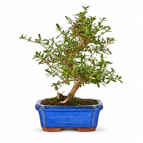 Bonsai 7 Anni Coprosma - Collezione Premium