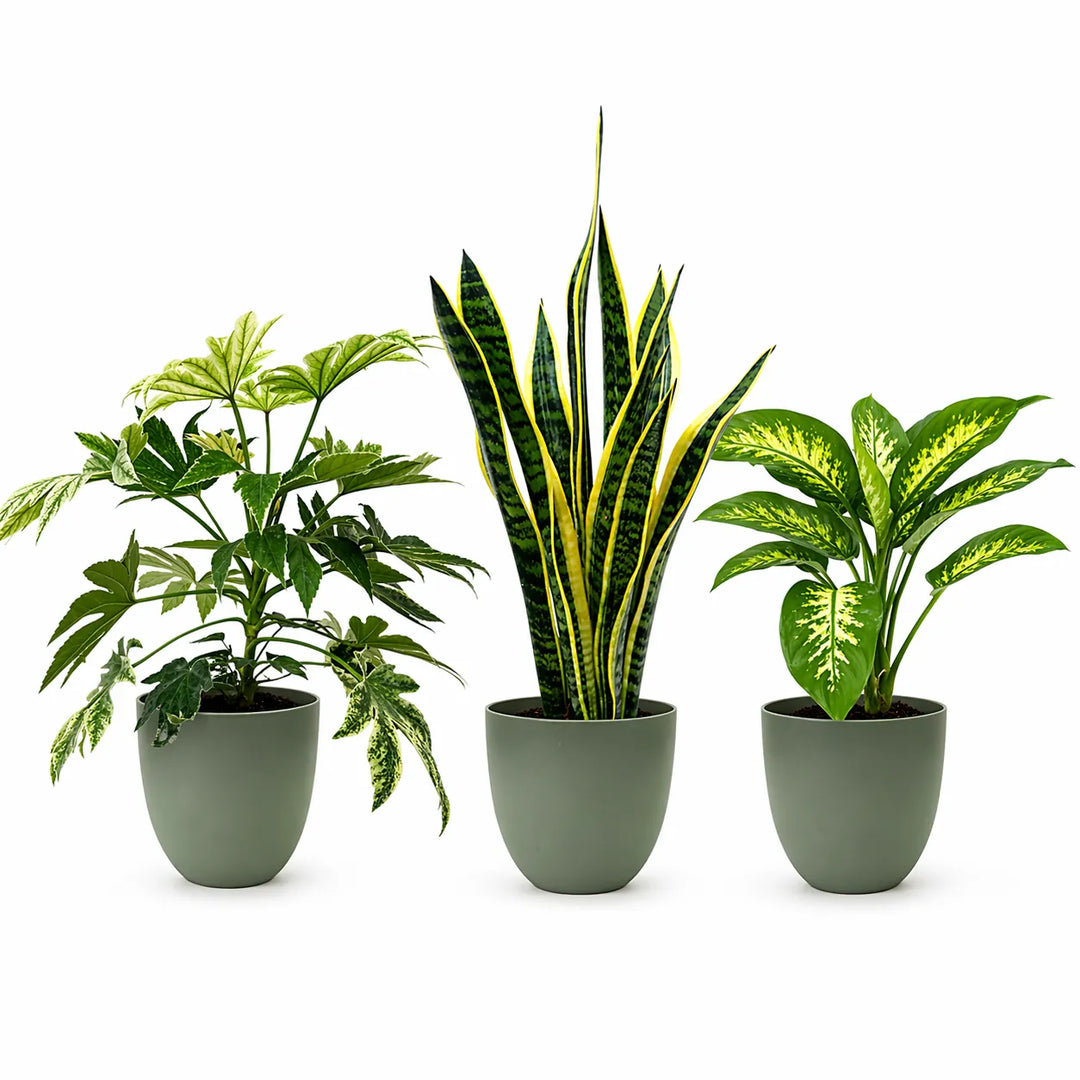 Set tre Piante Respiro Verde L