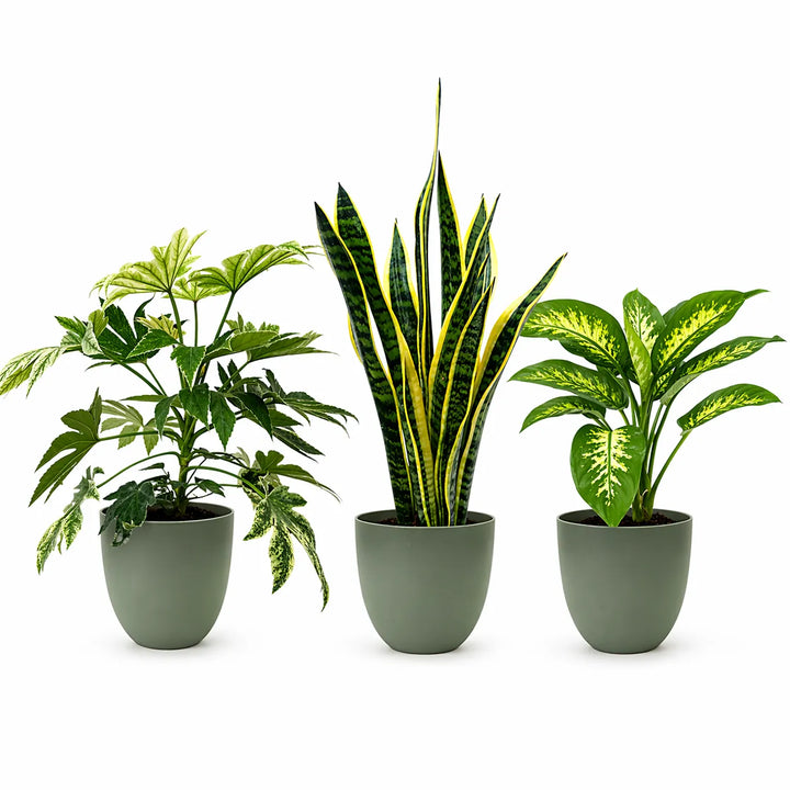 Set tre Piante Respiro Verde L