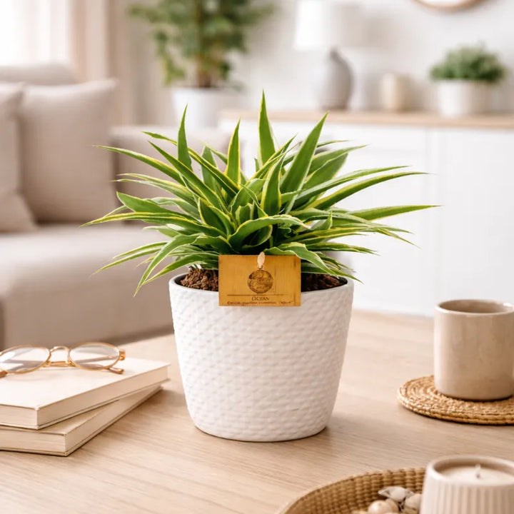 Chlorophytum Ocean in vaso bianco decorativo su tavolo in soggiorno luminoso