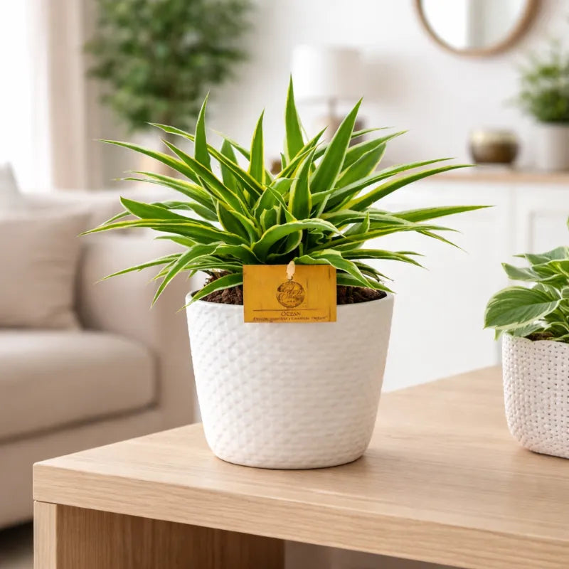 Pianta Chlorophytum Ocean con foglie sottili variegate in vaso moderno su tavolino