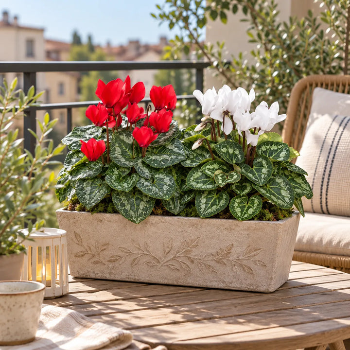 Composizione di ciclamini rossi e bianchi in fioriera rettangolare decorativa, posizionata su tavolo in balcone