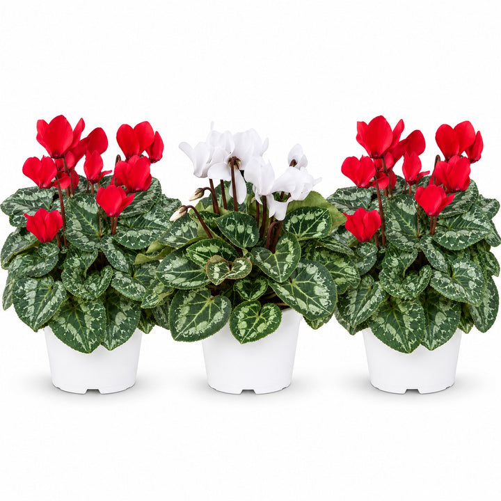 Set di 3 ciclamini in vasi bianchi da coltivazione, due con fiori rossi e uno con fiori bianchi, su sfondo bianco