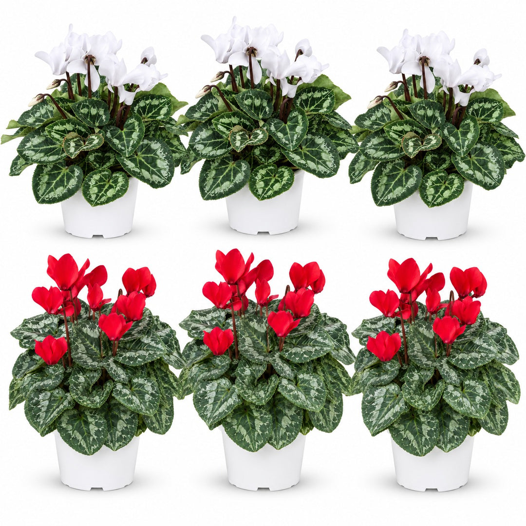 Set di 6 ciclamini in vaso bianco da coltivazione, 3 con fiori rossi e 3 con fiori bianchi, su sfondo bianco