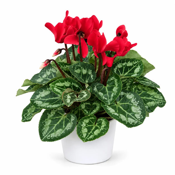 Mixed-color cyclamen (Cyclamen persicum) D.14 H.25 cm