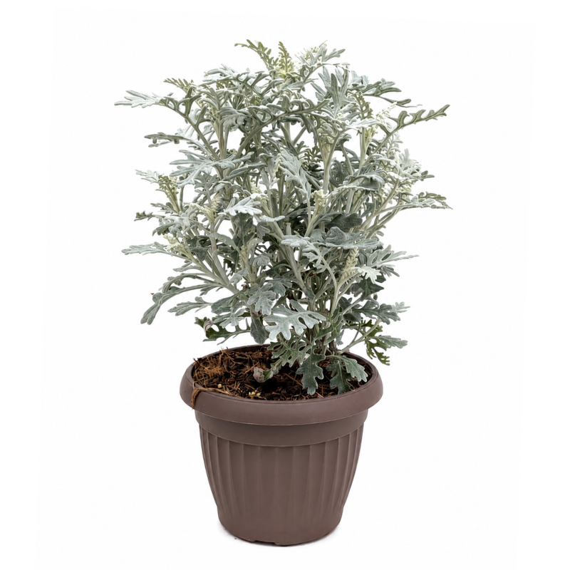 cineraria marittima silver dust in vaso marrone pianta ornamentale foglie grigie