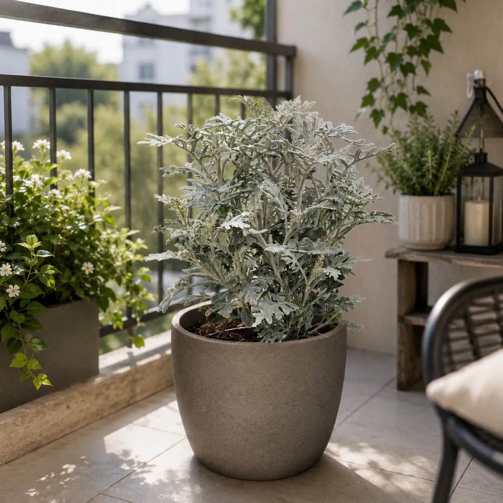 cineraria marittima in vaso grigio pianta ornamentale da balcone foglie argento