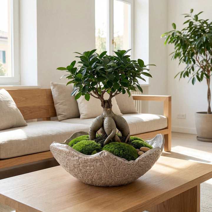 Ciotola artigianale in ceramica con ficus ginseng e muschio decorativo su tavolino in ambiente luminoso