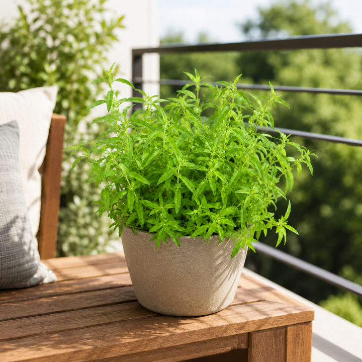 Pianta di citronella coltivata in un vaso decorativo color tortora su un tavolo da balcone moderno, perfetta per arredare spazi esterni.