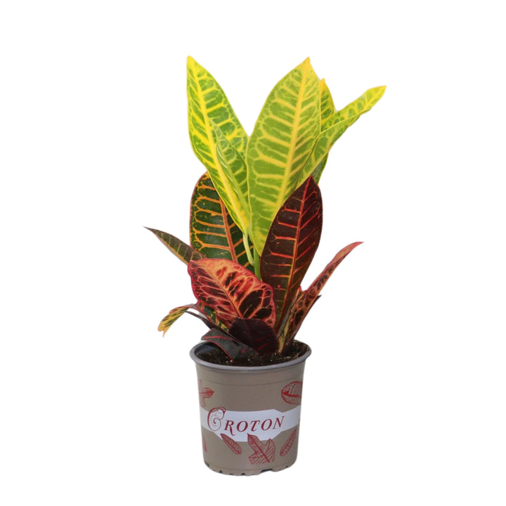 Codiaeum Petra Vaso - i Giardini di Giulia 