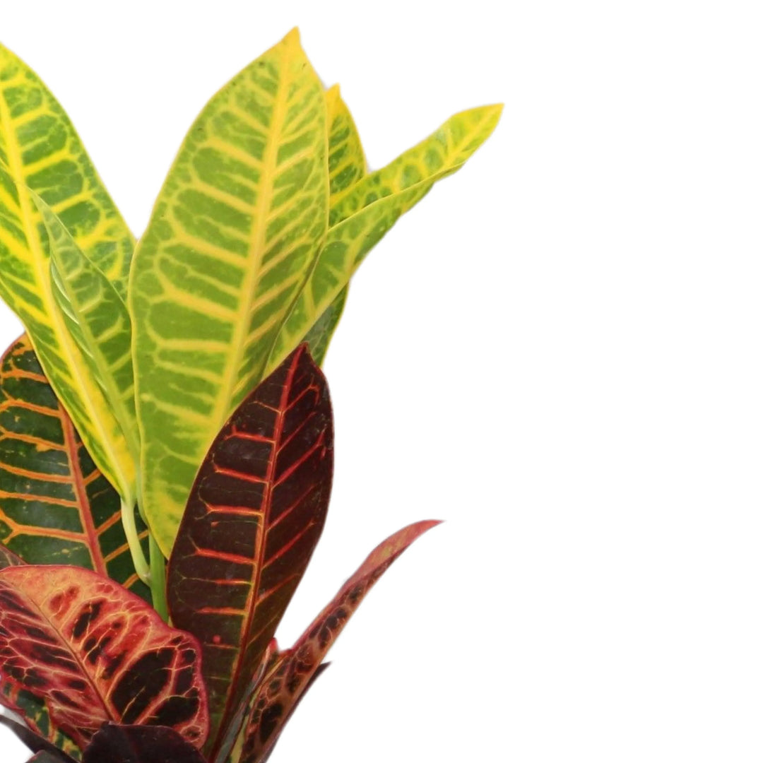 Dettaglio foglie variegate di Codiaeum ‘Petra’ – verde, rosso e giallo