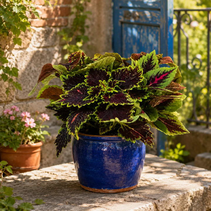 Pianta di Coleus con foglie verde lime e bordeaux in vaso blu decorativo posizionata su terrazza esterna rustica.