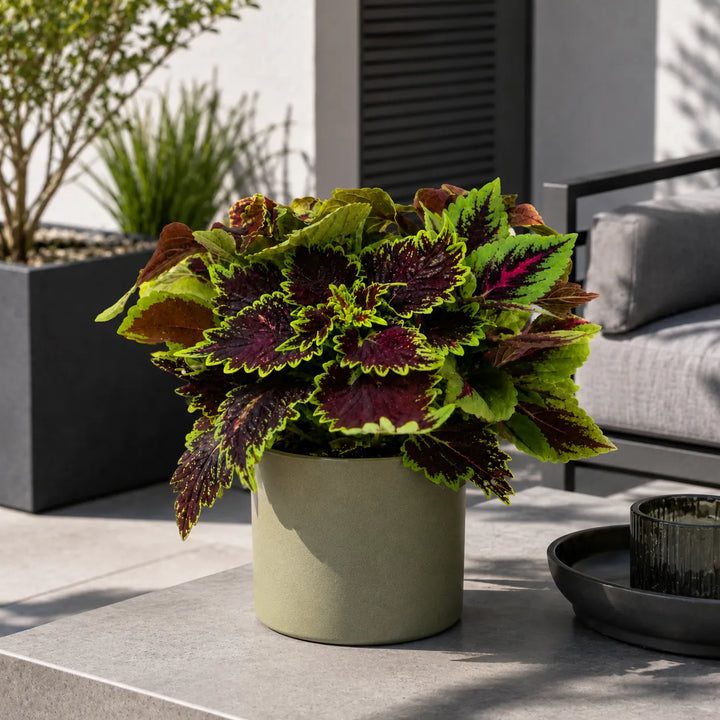 Pianta di Coleus in vaso moderno verde salvia inserita in un ambiente outdoor contemporaneo.