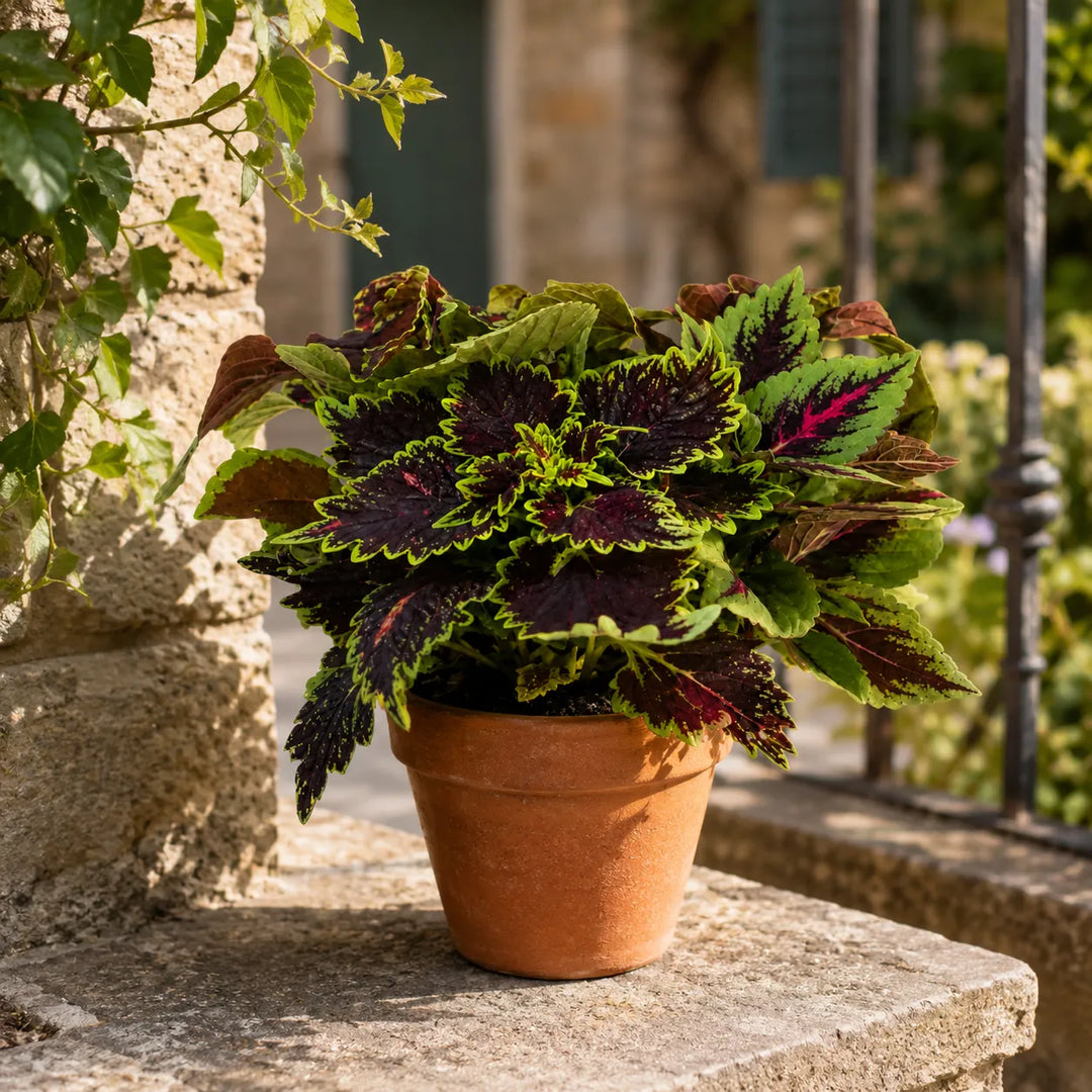 Pianta di Coleus in piccolo vaso terracotta posizionata in ambiente esterno luminoso con sfondo naturale.