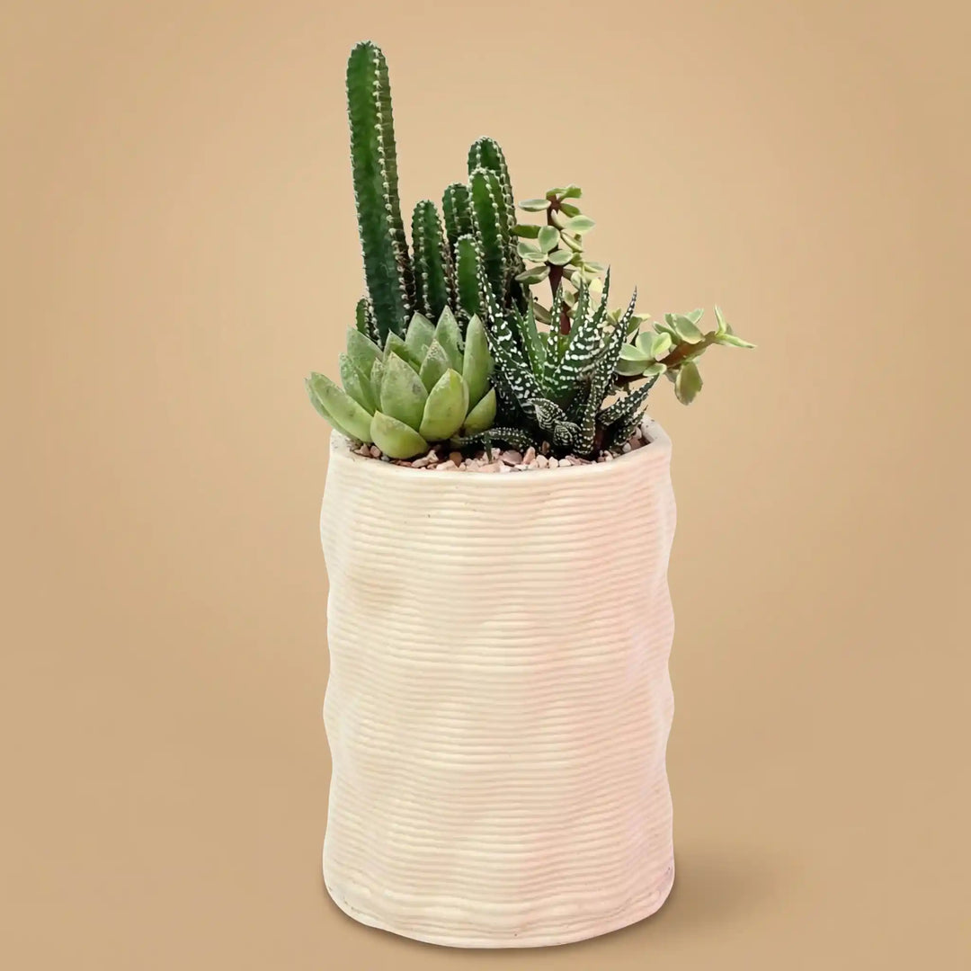 composizione di piante grasse in vaso bianco su sfondo beige 