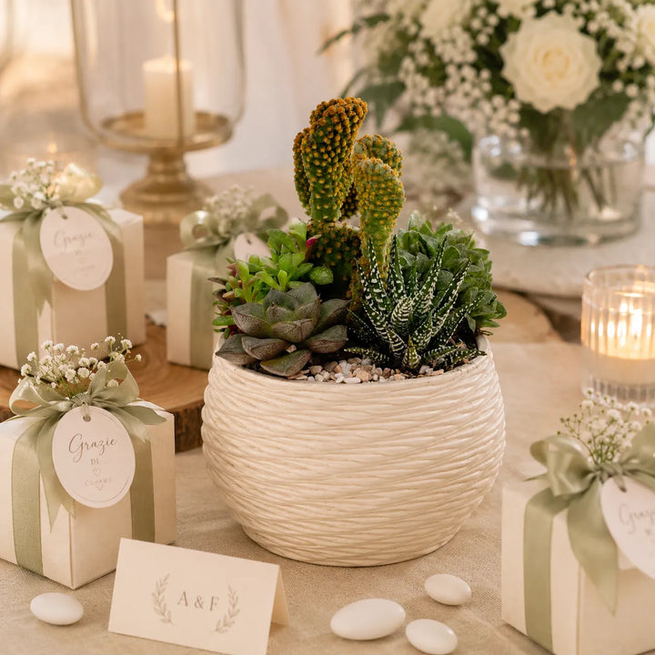 Composizione di piante grasse e cactus in vaso bianco decorativo DesertiKa Carina ideale come bomboniera green elegante per matrimonio.