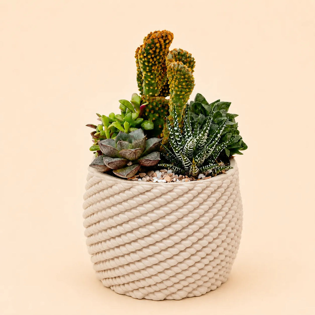 Composizione di piante grasse con cactus Opuntia, Haworthia Zebra e succulente assortite in vaso artigianale Carina color avorio con lavorazione intrecciata.