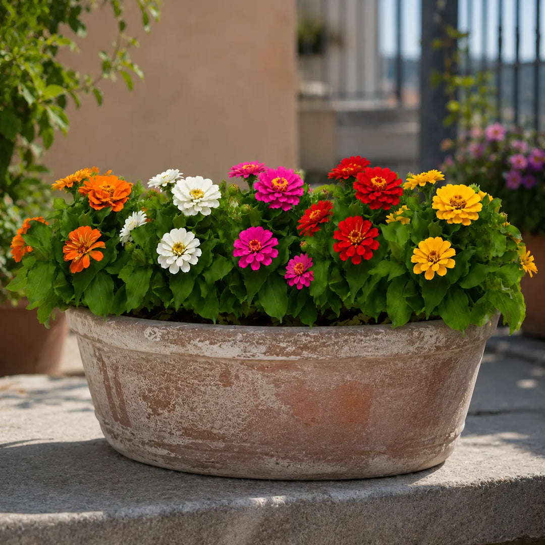 Composizione floreale di Zinnia Las Planta in vaso effetto terracotta perfetta per arredare spazi esterni luminosi.