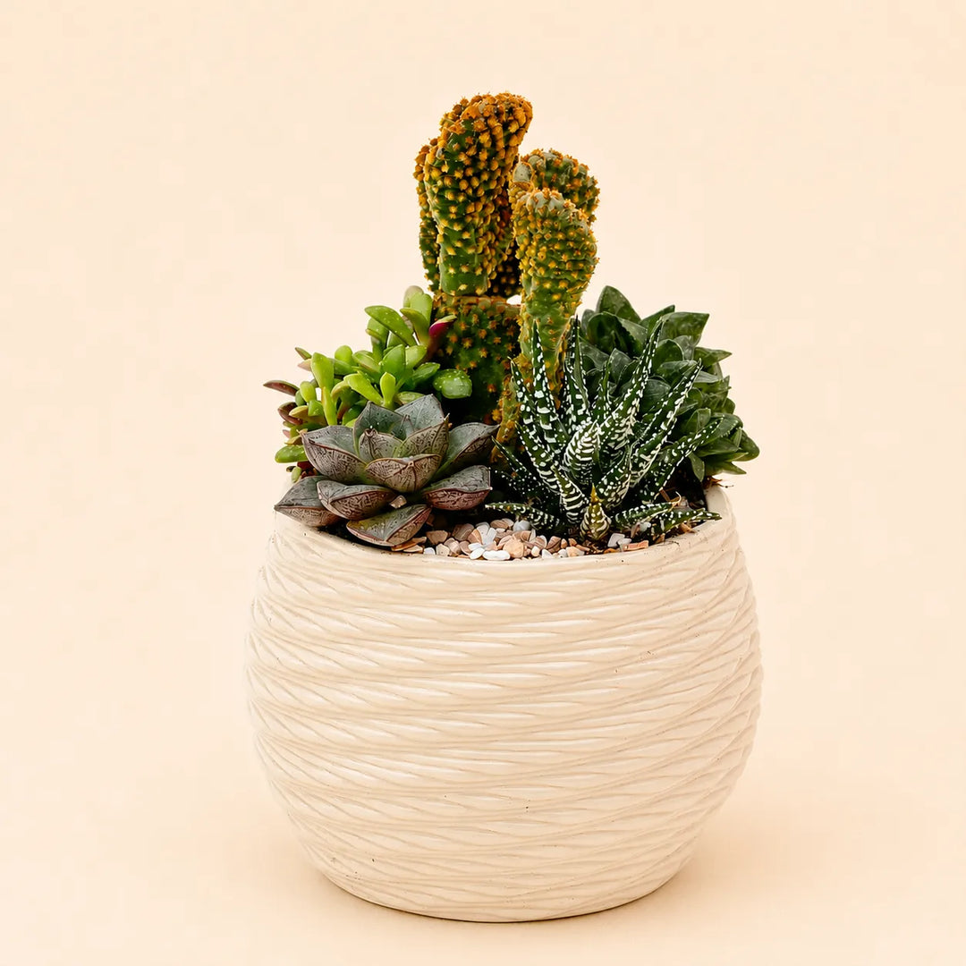 Composizione di piante grasse assortite con cactus ornamentali e haworthia in vaso bianco da interno stile moderno ed elegante.