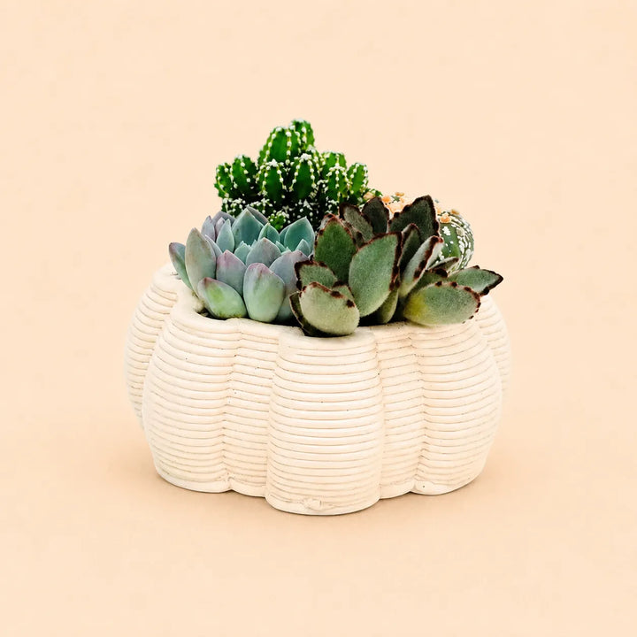 Composizione di piante grasse e cactus in vaso di ceramica artigianale Iris bianco da 13 cm, ideale come decorazione naturale per interni.