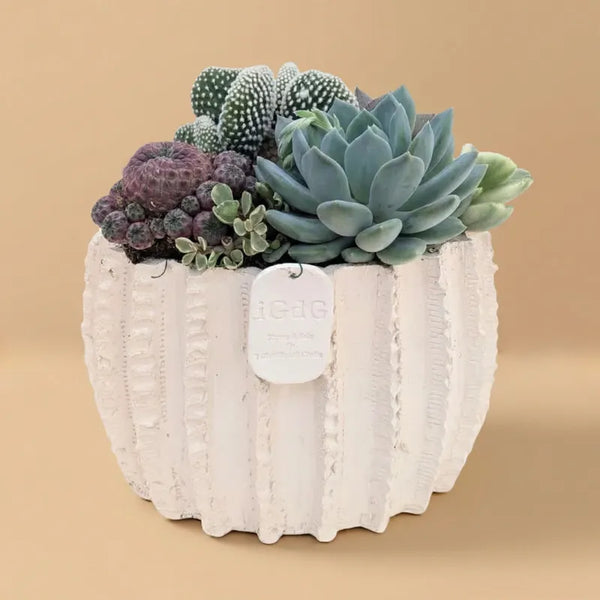 Composition de plantes grasses en pot en terre cuite Dafne H.25