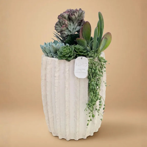 Composizione di piante grasse in vaso di argilla Dafne Alta