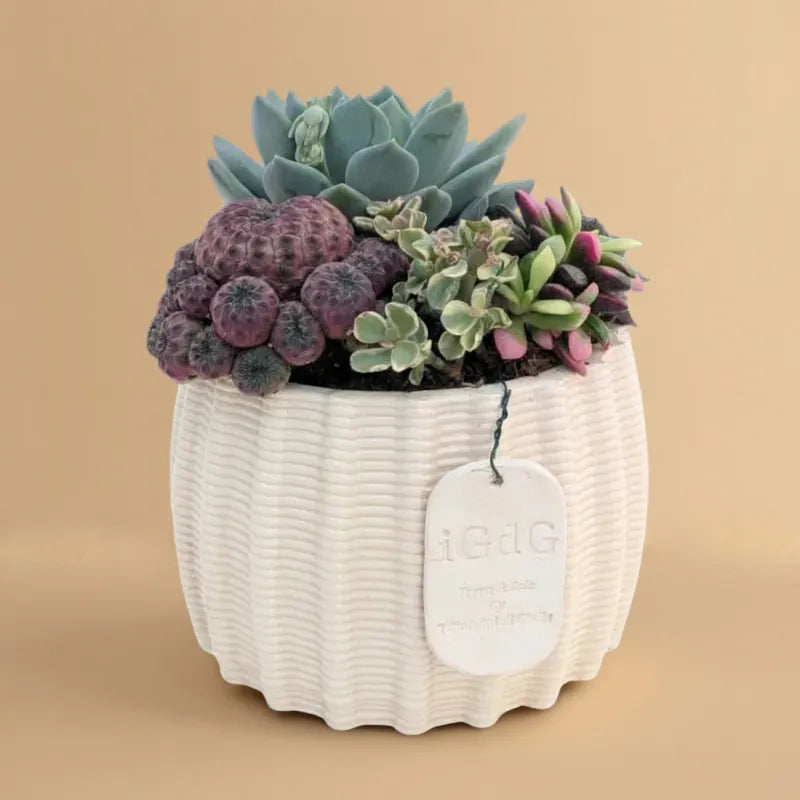 Ounona Vaso In Resina Per Piante Grasse - Fioriera A Forma Di Casa Con Fatina, 3 Vasi, Dimensioni 22,5x22x20 Cm, Decorazione Fata