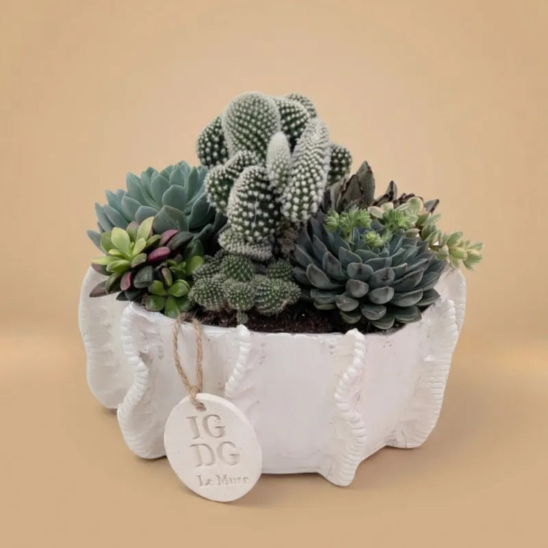 Composizione di piante grasse in vaso bianco su sfondo beige 