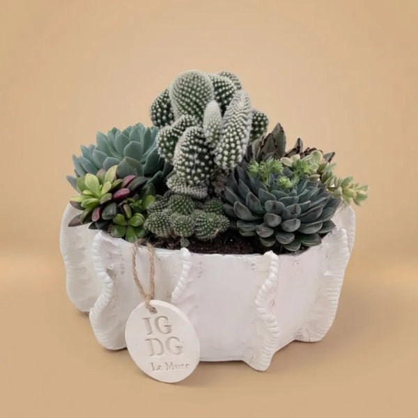 Composizione di piante grasse in vaso di argilla Penelope H.10 cm
