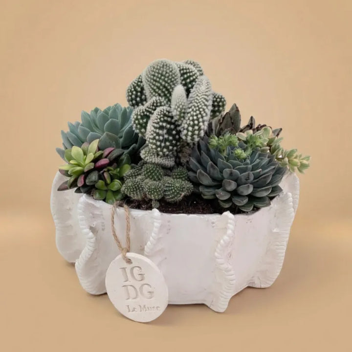 Composizione di piante grasse in vaso bianco su sfondo beige 