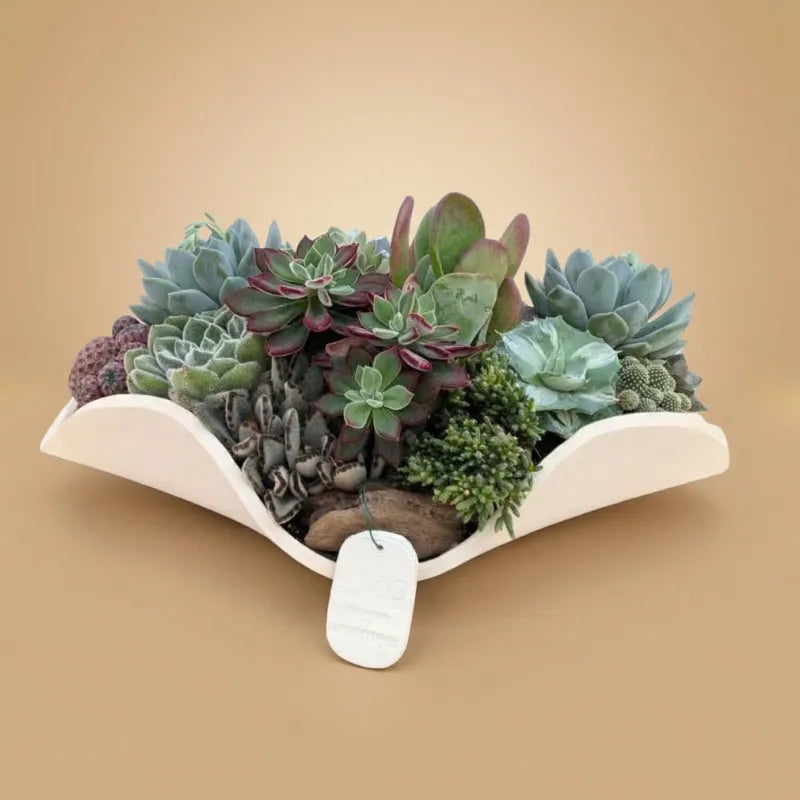 Composizione di piante grasse in piatto bianco su sfondo beige 