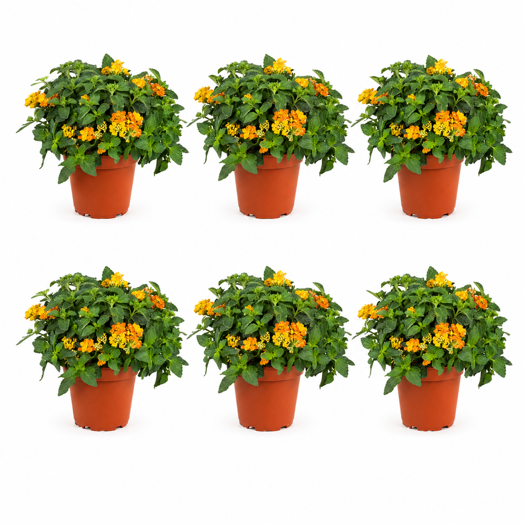 Sei piante di Lantana con fiori gialli e arancioni in vaso da vivaio su sfondo neutro per ecommerce.