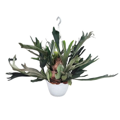 Platycerium (Felce Corna di Cervo) in basket  Altezza Pianta 70 cm