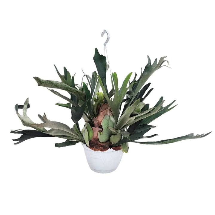Felce Corna di Cervo - Platycerium in vaso basket con fronde verdi biforcute e portamento scenografico