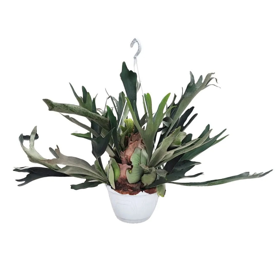 Felce Corna di Cervo - Platycerium in vaso basket con fronde verdi biforcute e portamento scenografico